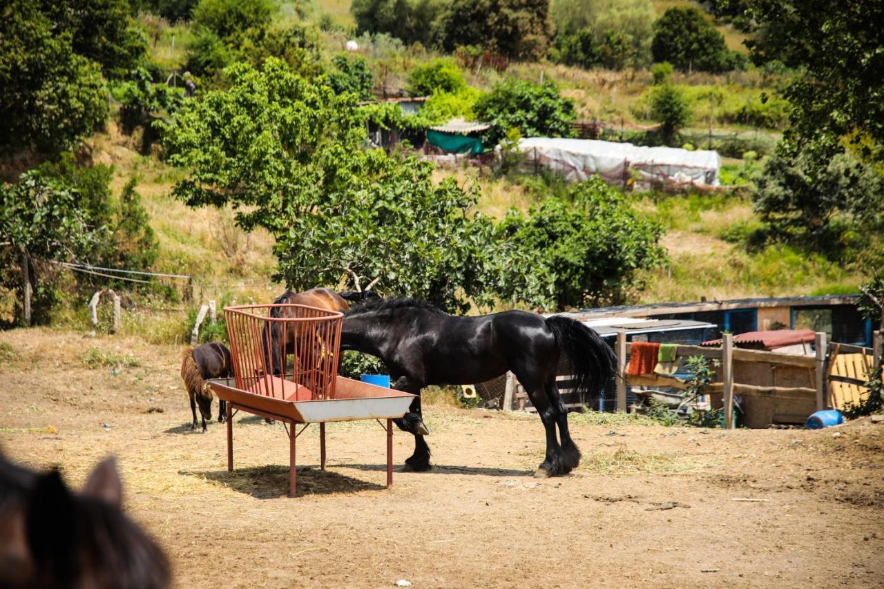 Mavi At Hotel Blue Horse Gumusdere Εξωτερικό φωτογραφία