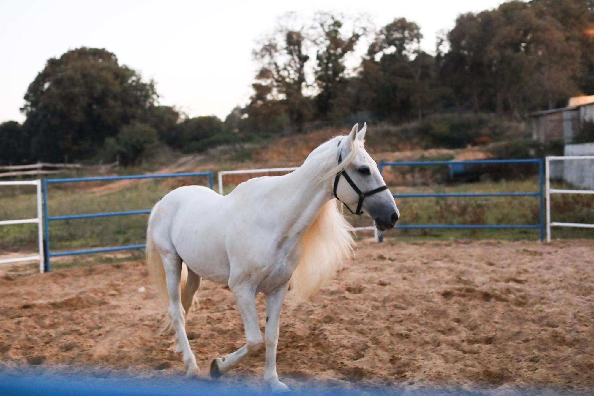 Mavi At Hotel Blue Horse Gumusdere Εξωτερικό φωτογραφία